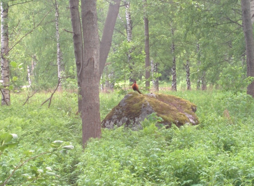 Ein Fasan im Wald bei Helsinki